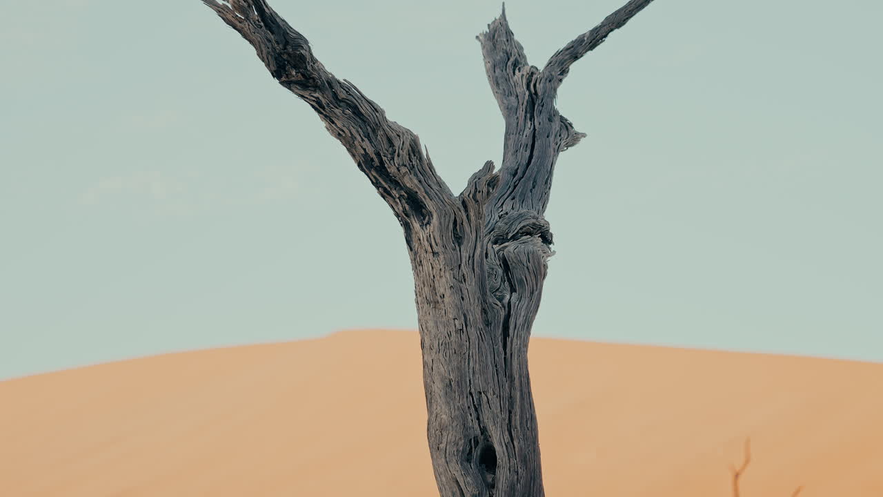 사막의 죽은 나무