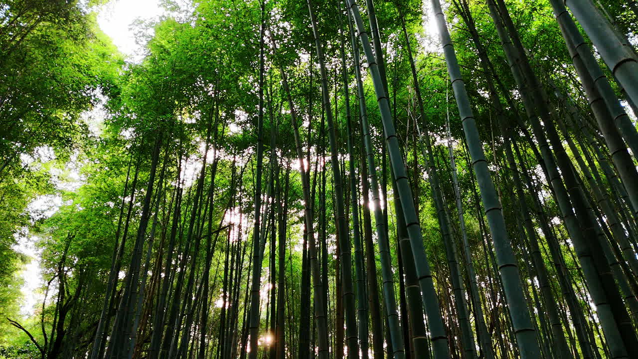 Bamboo grove with green foliage and grey trunks. Low angle view at the trees on the forest of Kyoto, Japan.