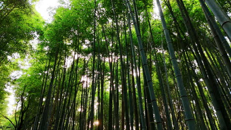 bamboo grove with green foliage and grey trunks. low angle view at the trees on the forest of kyoto, japan.