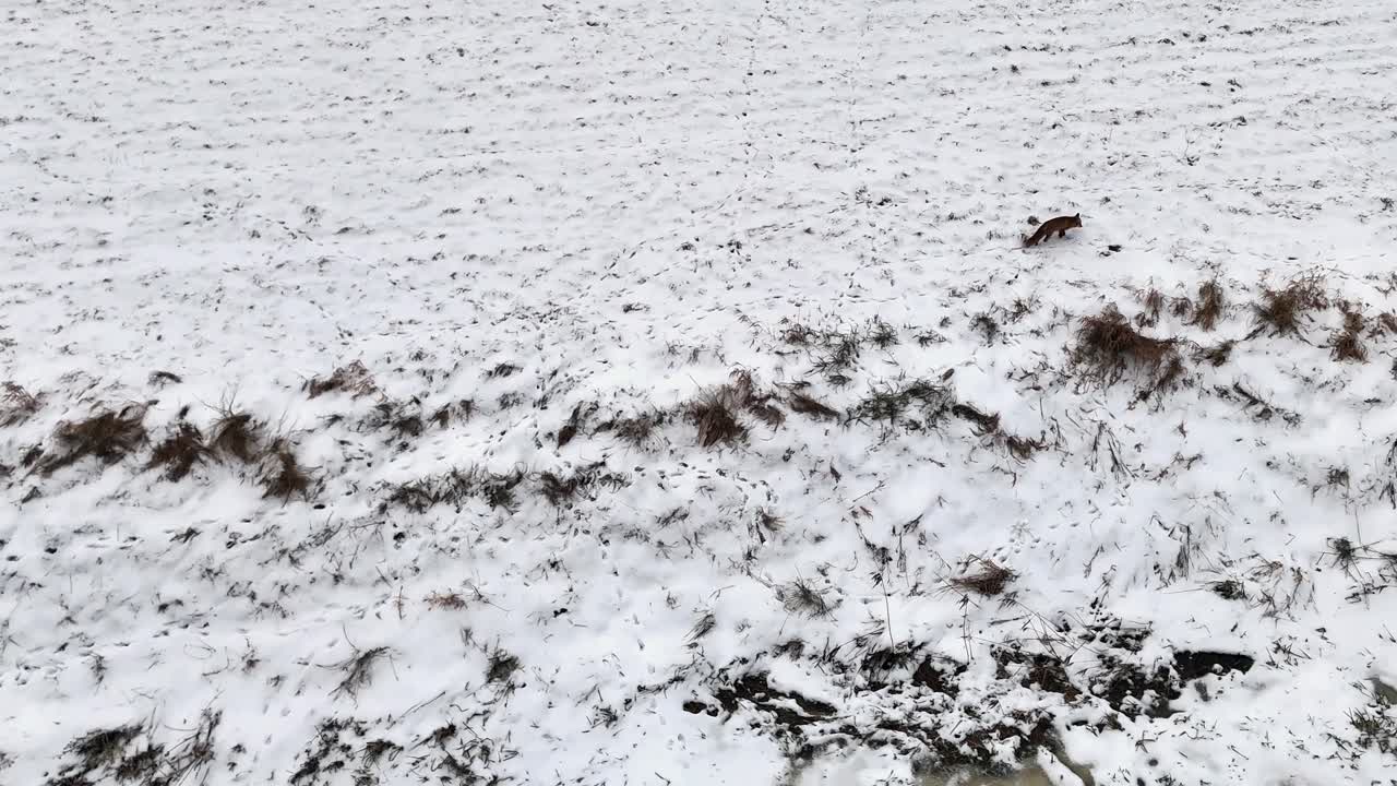 el zorro corre a cazar ratón en medio de la nieve, desde un dron