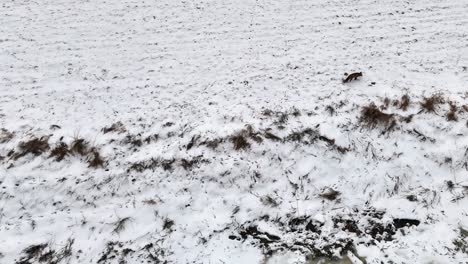 Zorro-Corre-A-Cazar-Ratón-En-Medio-De-La-Nieve,-Desde-Un-Dron