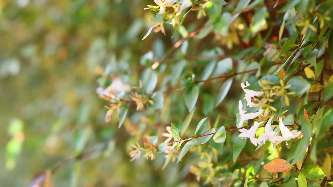 Close-up of flowers with blurred background