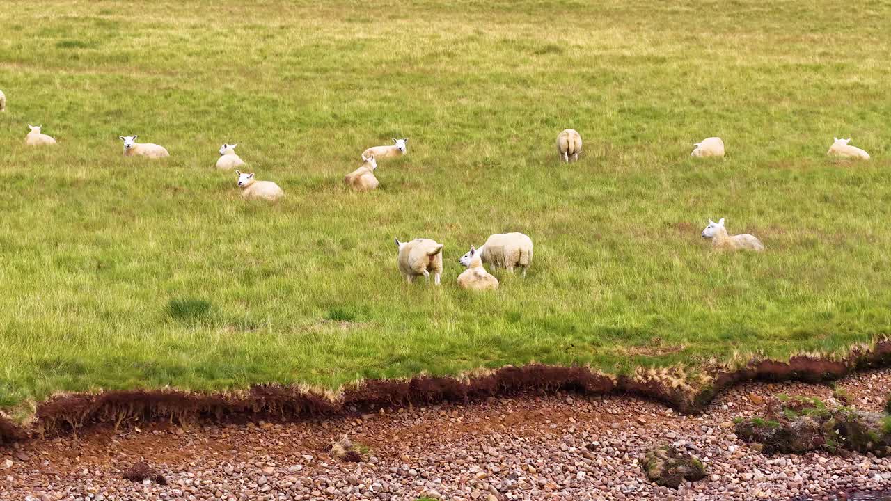 Flock of sheep grazing on lush green grassland under soft daylight, wide static landscape shot