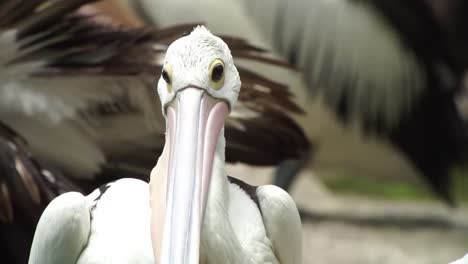Nahaufnahme-Eines-Pelikan-Wasservogels