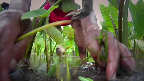 A-Hawaiian-native-prepares-tarot-root-with-his-hands