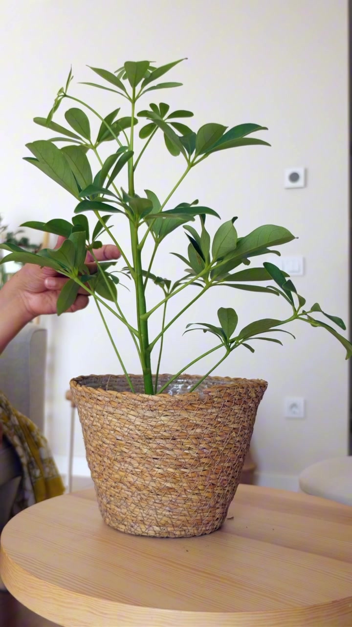 Persona che tocca delicatamente le foglie di una pianta di Schefflera in vaso