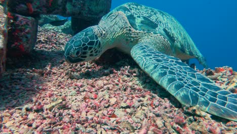 close up green sea turtle