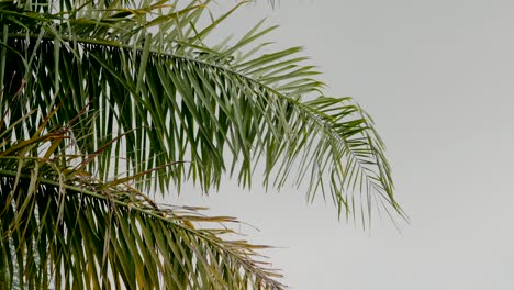 cerca de hojas de palma verdes vibrantes balanceándose suavemente contra un fondo de cielo despejado