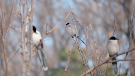 three azure-winged magpie birds sitting on the tree branches in the forest