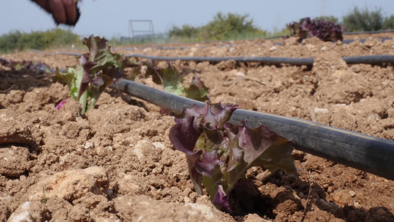 zbližný záběr zemědělce, který pěstuje červený listový salát