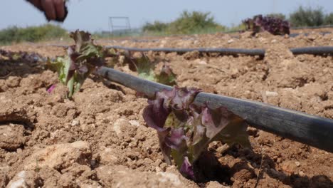 primer plano de un agricultor plantando lechuga de hoja roja
