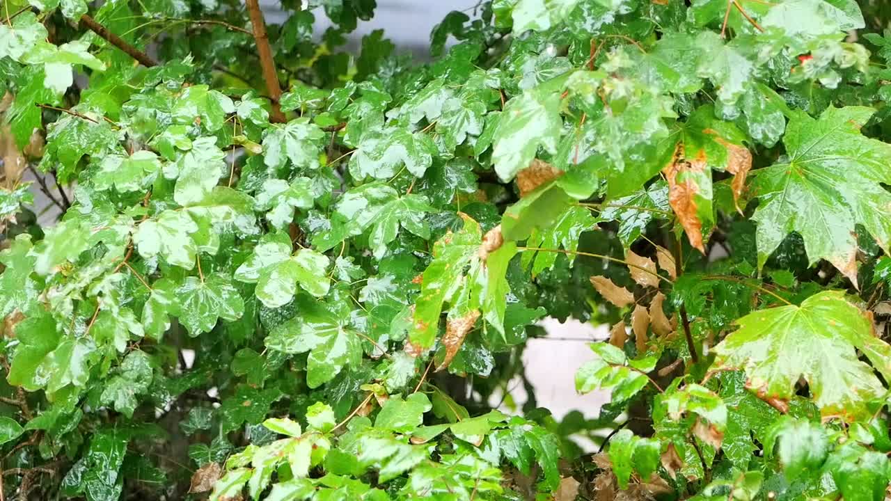 Bir sonbahar gününde yapraklara düşen yağmurun ağır çekim videosu.