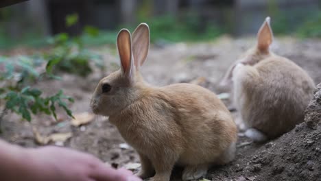 baby feral rabbits on japan's bunny island feeding from hand