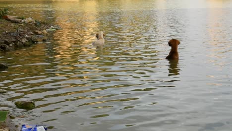 兩隻街頭狗在湖裡洗澡