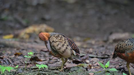 male and female seen together as the other pushes and the other preens then go away to the right respectively, ferruginous partridge caloperdix oculeus, thailand