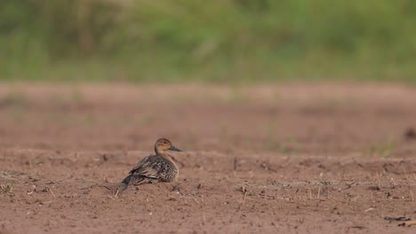 green winged teal or common teal duck resting