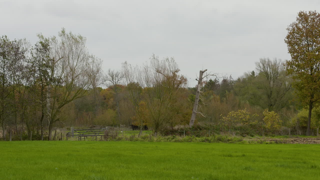가을의 자연색 풍경, 거리에 낙엽이 떨어지는 느낌