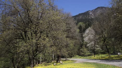 view of the trees and small rural road that leads to the snow-covered mountains