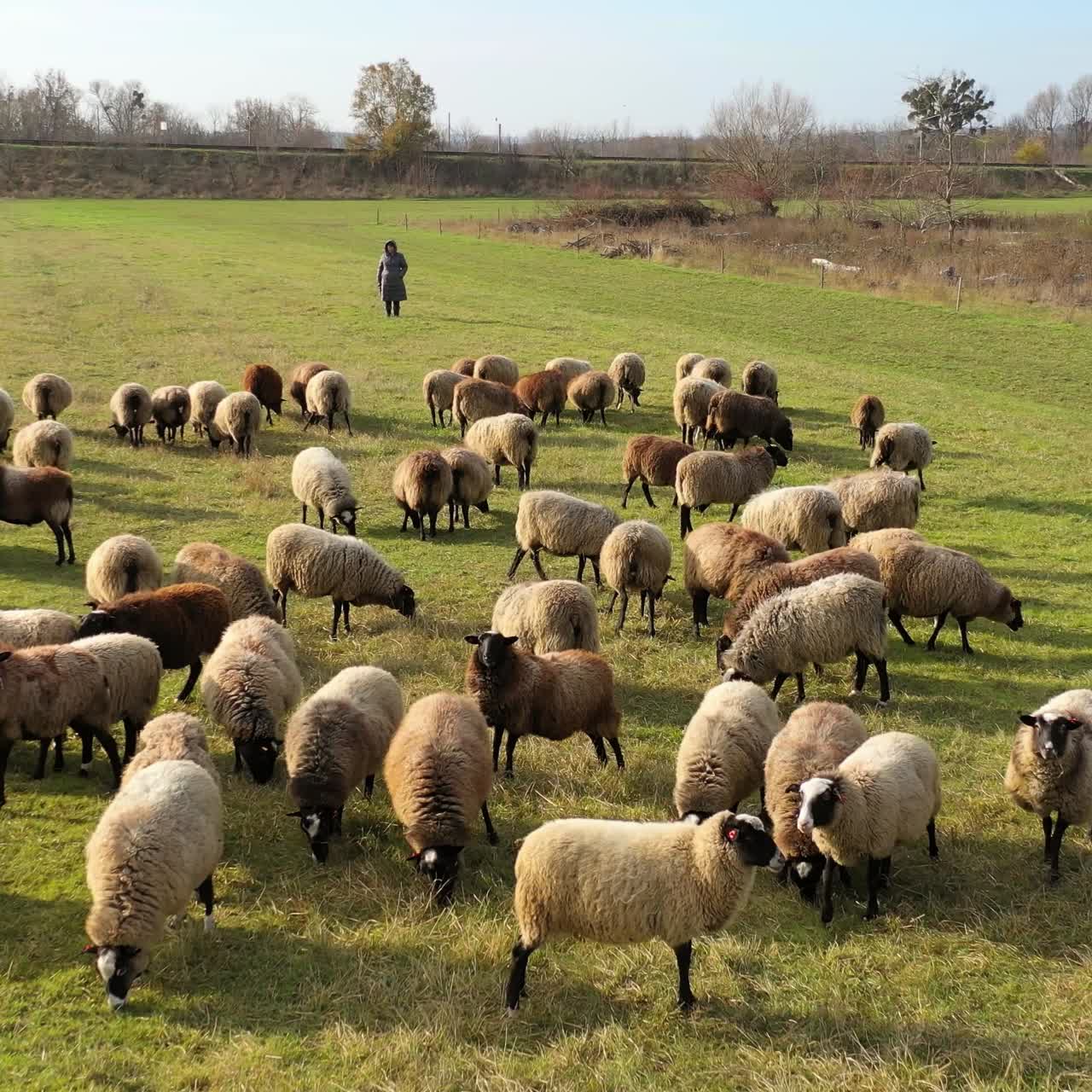 Herding a large flock of sheep. Aerial view of a farm with sheeps