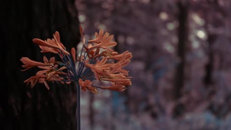 Autumn-Flowering-Bulbs-Nerine-Sarniensis-In-The-Woods-Of-Manali,-India