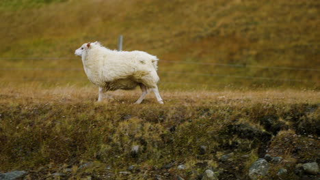 ovejas islandesas corriendo en el pasto en un día de viento en islandia