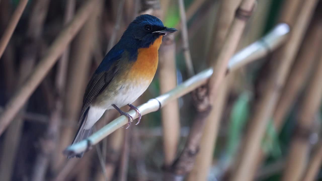A migrant Chinese-blue flycatcher perching on a dry bamboo branch displaying its full colors