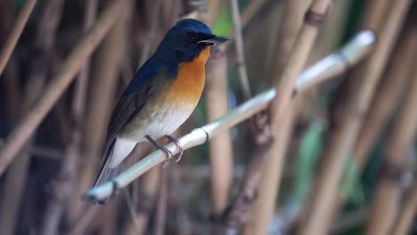 a migrant chinese-blue flycatcher perching on a dry bamboo branch displaying its full colors