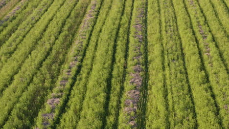 Drone-flyover-agricultural-field-and-filmed-young-deer-standing-in-green-grass