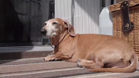 An-old-Miniature-Dachshund-in-a-relaxed-scene