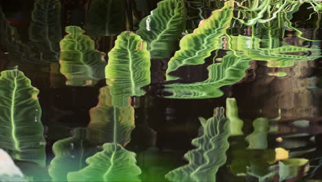 delight in the exuberance of exotic plants and their reflection in the water