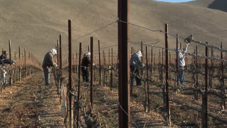 pan across field workers pruning dormant grape vines in a california vineyard