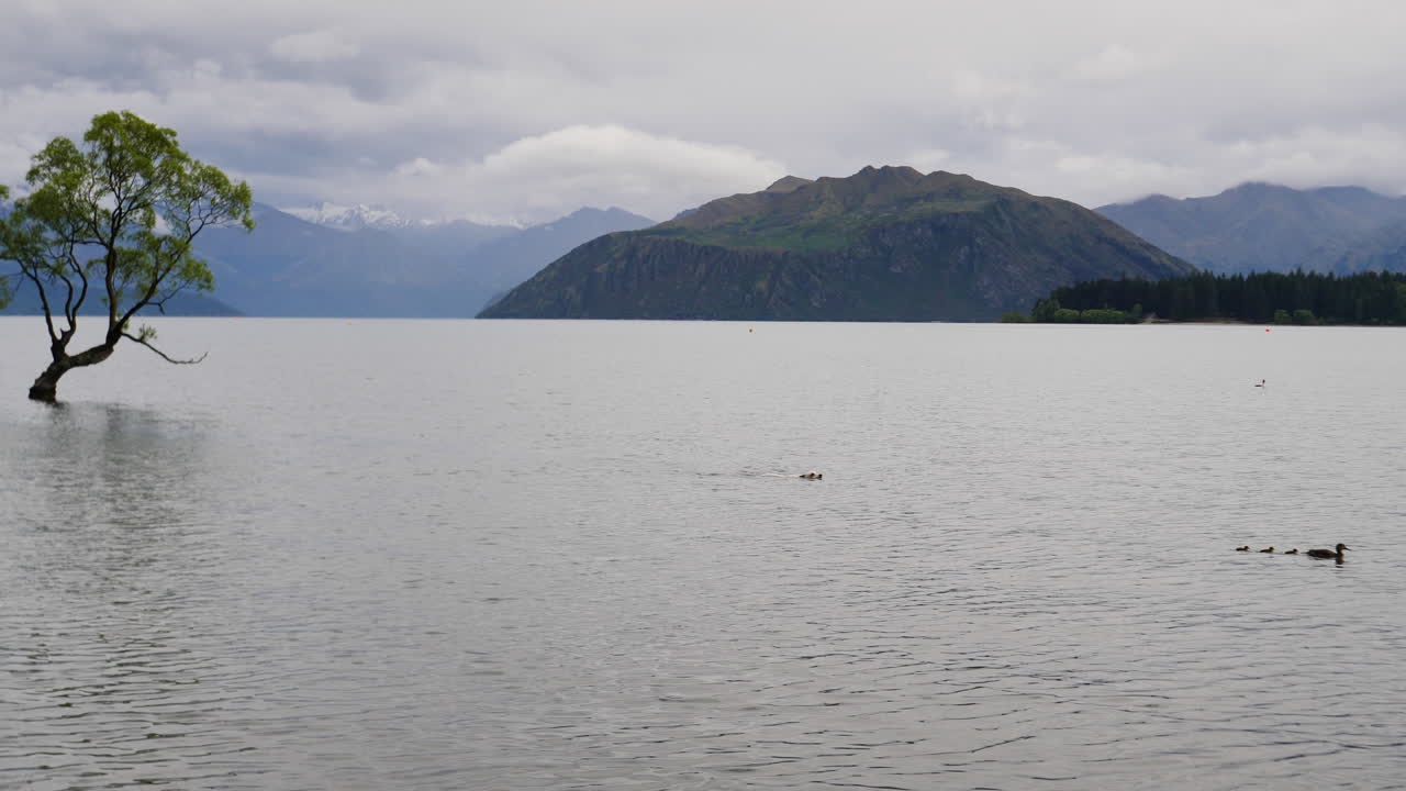 собака гоняется за утятами перед деревом ванака - 4k