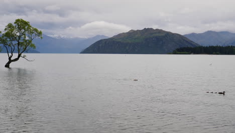 perro persigue patitos frente a ese árbol wanaka - 4k