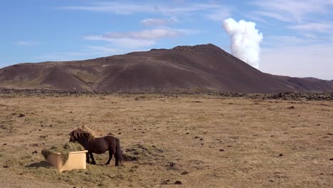 massive volcanic plume or smoke cloud erupts from the fagradalsfjall volcano volcanic explosive eruption in iceland with icelandic pony in field foreground