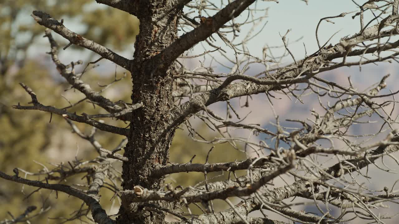 Grand Canyon National Park South Rim in Arizona with rack focus from tree to canyon while panning