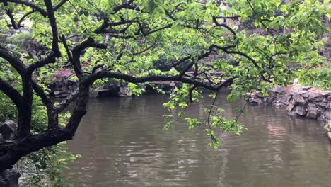 tree branch and water pond in yuyuan garden in shanghai, china