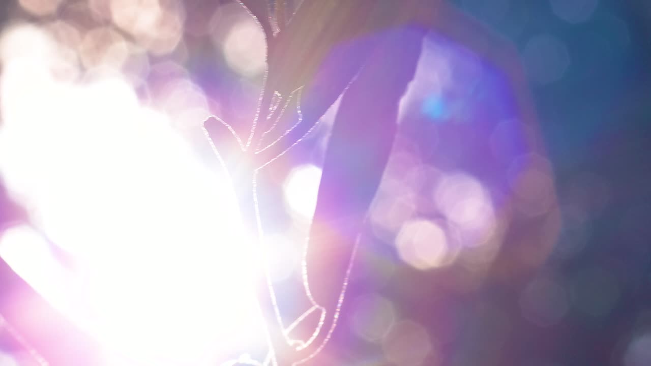 4k cerca de la llamarada solar en las hojas verdes exuberantes de un árbol en un bosque caribeño