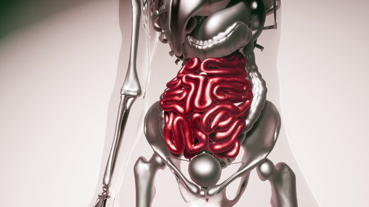 модель человеческого кишечника со всеми органами и костями