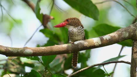 una hembra mirando hacia la izquierda y luego mueve la cabeza un poco mientras se abre la cresta, martín pescador anillado lacedo pulchella, hembra, parque nacional kaeng krachan, tailandia