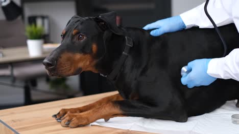dog examination at the vet