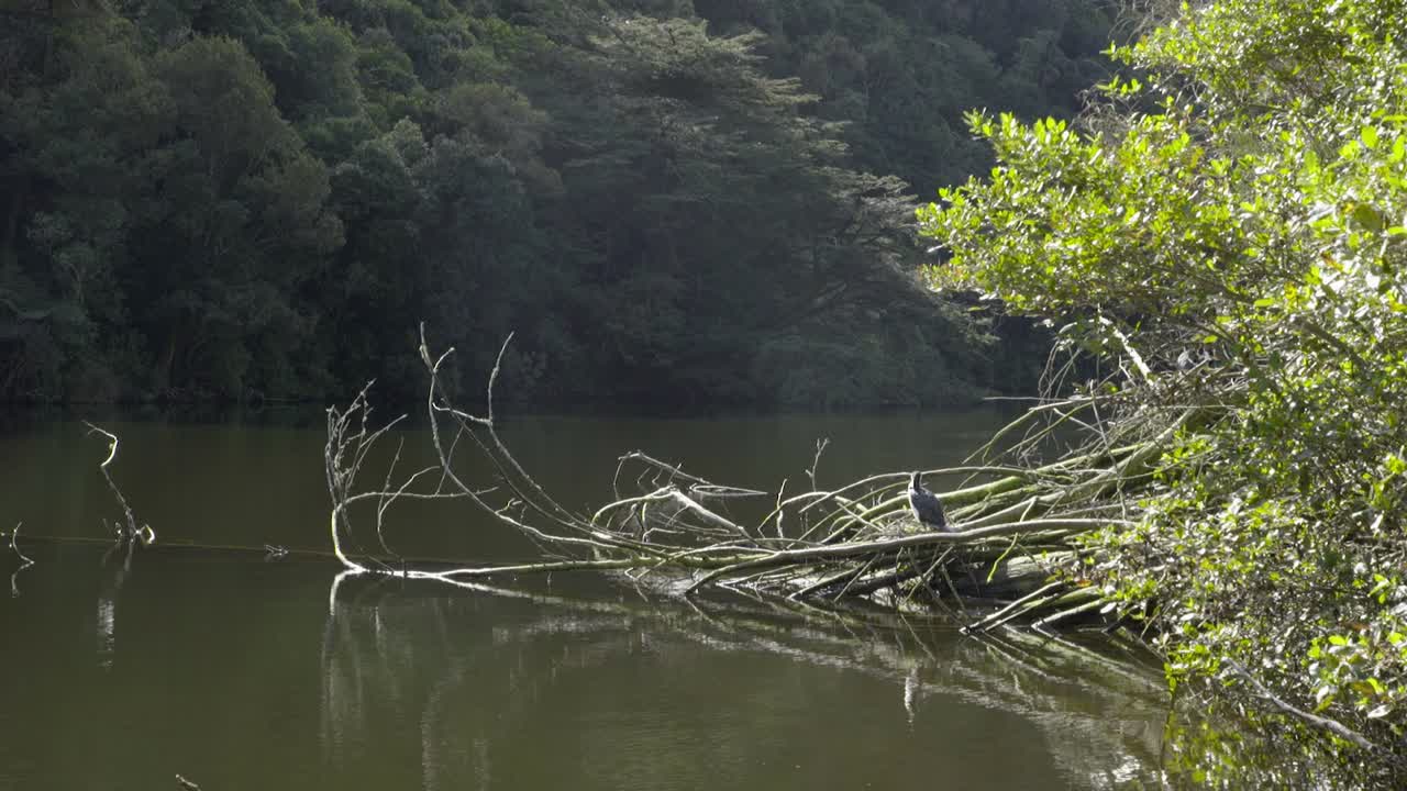 호수 위의 둥지에 앉아 있는 얼룩덜룩한 털갈이
