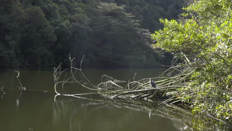 un cormorán de varios colores sentado en su nido en un lago