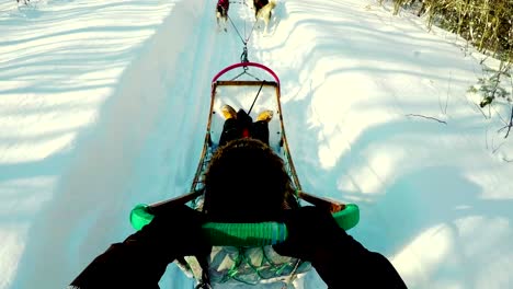 woman on a sleigh ride with siberian husky