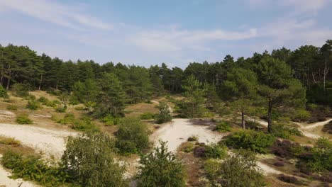 aerial backward flight of a green evergreen forest on a sunny day with blue sky