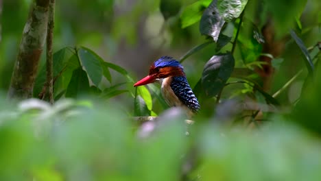 Un-Martín-Pescador-De-árboles-Y-Una-De-Las-Aves-Más-Hermosas-Que-Se-Encuentran-En-Tailandia-Dentro-De-Las-Selvas-Tropicales