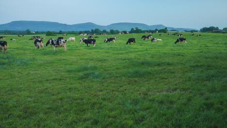 Un-Timelapse-De-Un-Rebaño-De-Vacas-Pastando-En-Un-Exuberante-Campo-Verde-En-El-Parque-Nacional-De-North-York-Moors,-Inglaterra