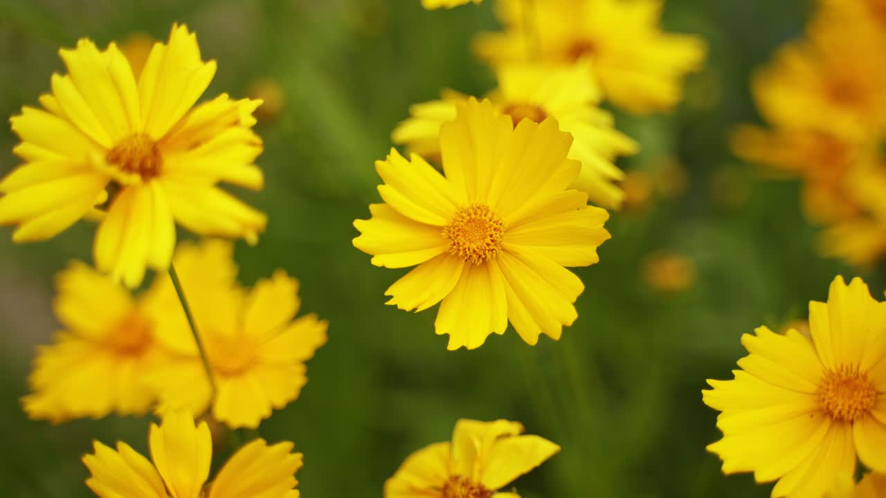 Yellow flowers background. Beautiful blooming plants swaying in wind in nature at bright summer day. Close-up.