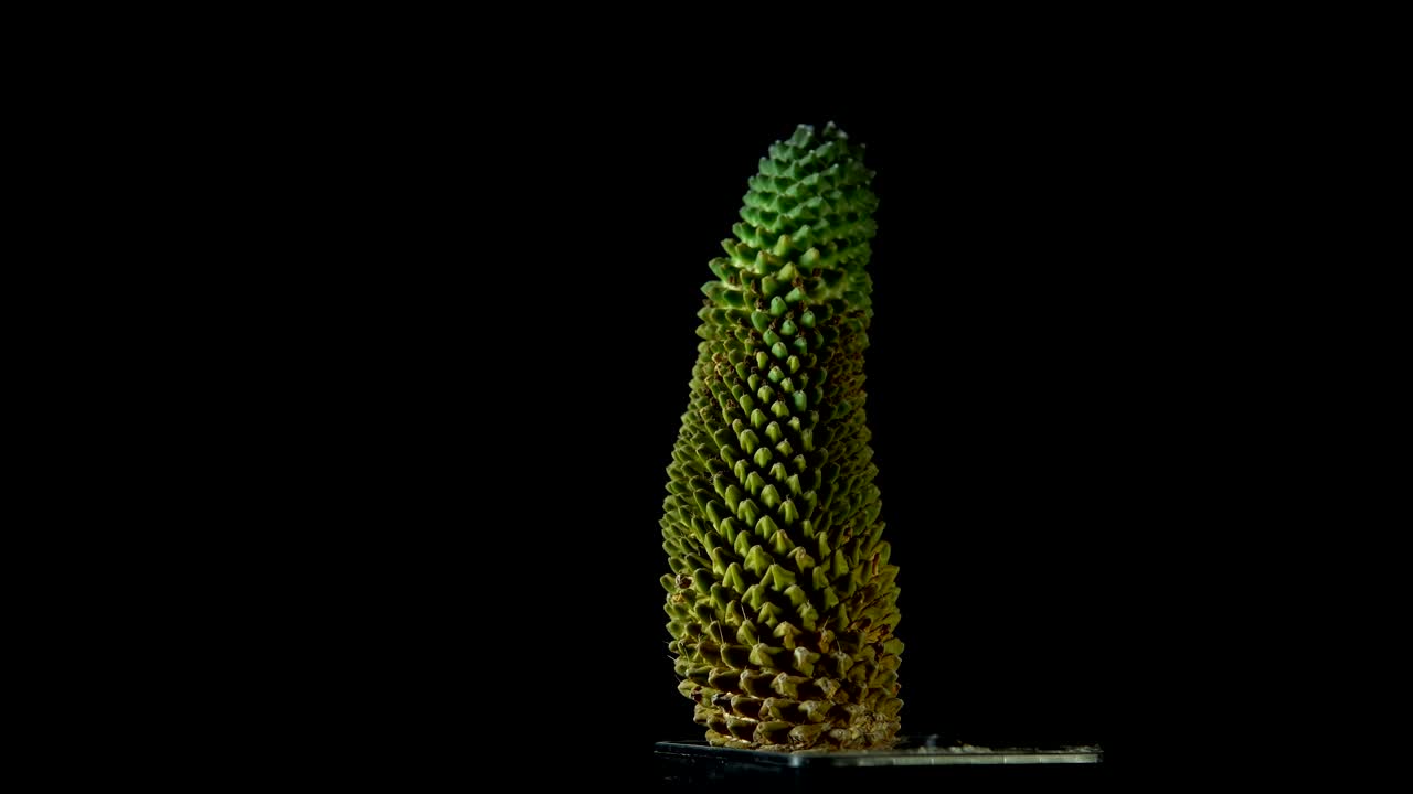 초록색 투스는 어두운 배경에서 회전합니다.