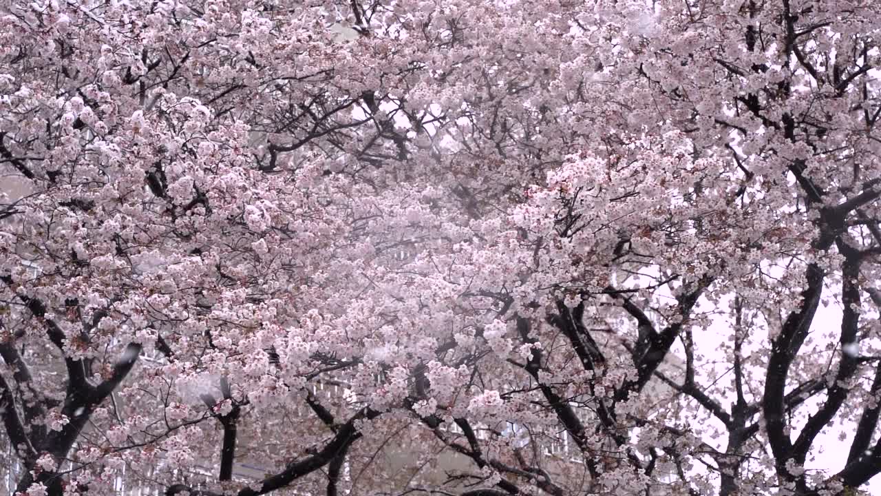 el hermoso paisaje de flores de cerezo rosas que soplan en el viento en tokio, japón - toma de primer plano