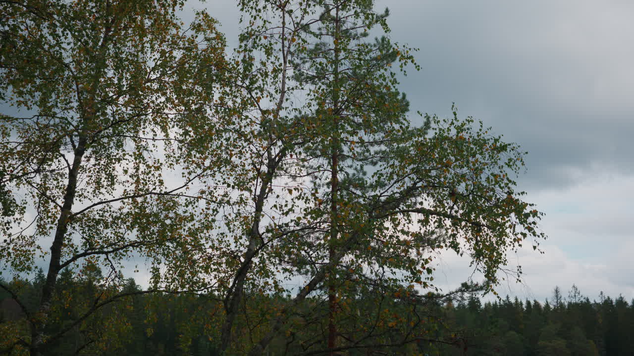 Scenic shot of the wind blowing the branches on the trees and some leaves falls down